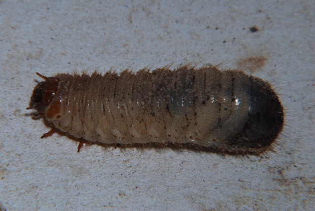 larva di insetto